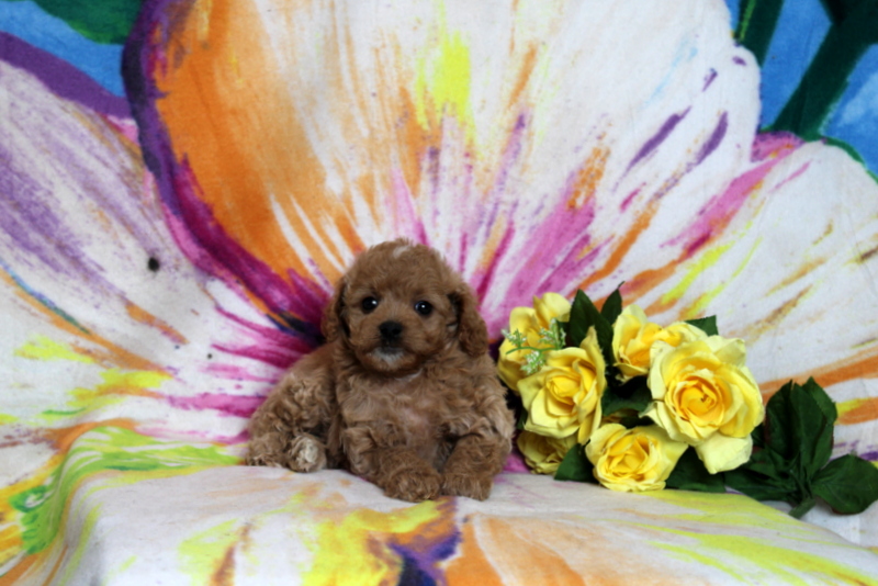 puppy, for, sale, Cavapoo, Matthew B. Stoltzfus, dog, breeder, Gap, PA, dog-breeder, puppy-for-sale, forsale, nearby, find, puppyfind, locator, puppylocator, aca